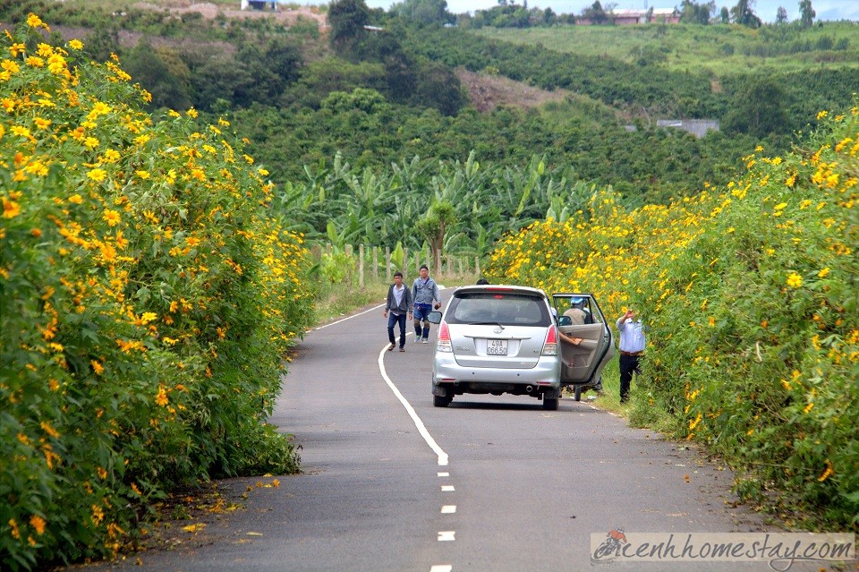 Cung săn hoa dã quỳ Khu vực đường vào thác Pongour (huyện Đức Trọng)
