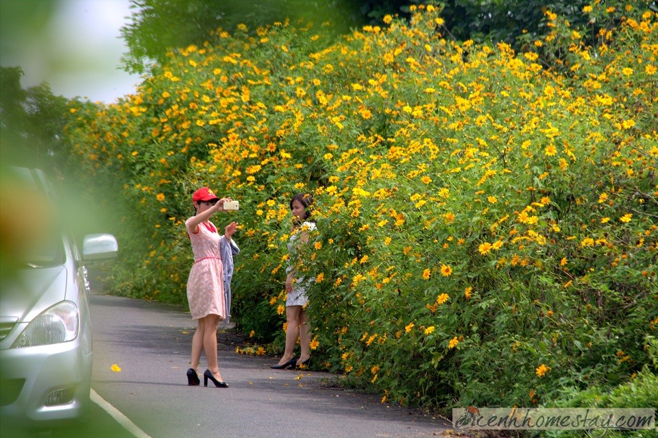 Cung săn hoa dã quỳ Khu vực đường vào thác Pongour (huyện Đức Trọng)