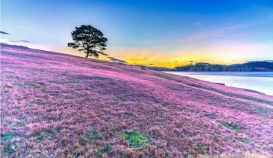 Cẩm nang săn ảnh đồi cỏ hồng Đà Lạt ở thung lũng vàng chi tiết và mới nhất từ A-Z