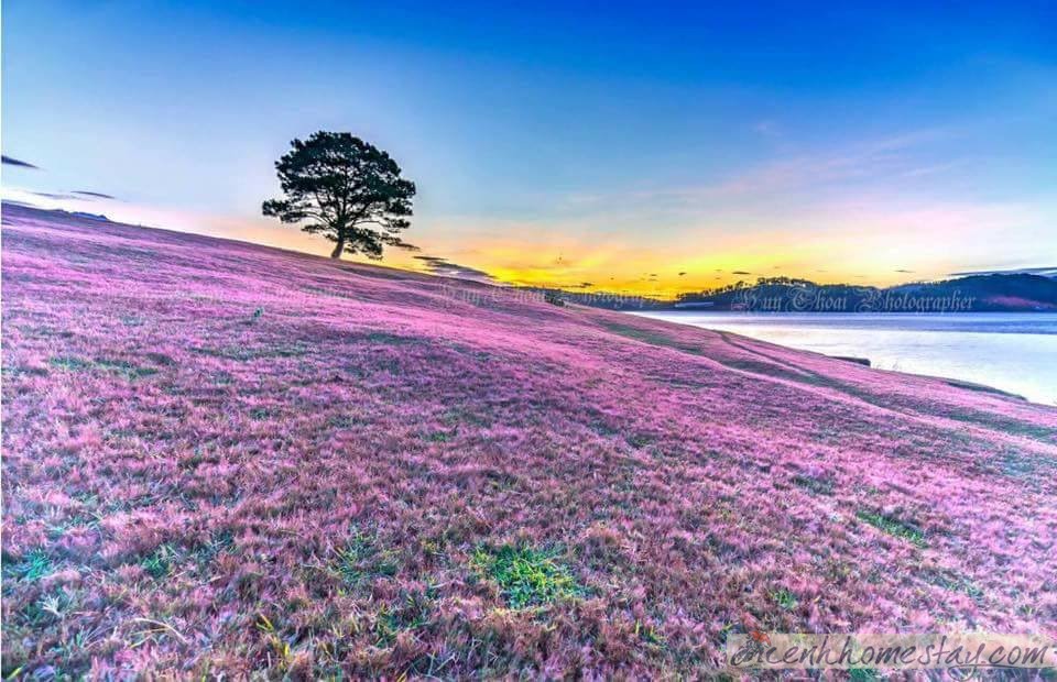Cẩm nang săn ảnh đồi cỏ hồng Đà Lạt ở thung lũng vàng chi tiết và mới nhất từ A-Z