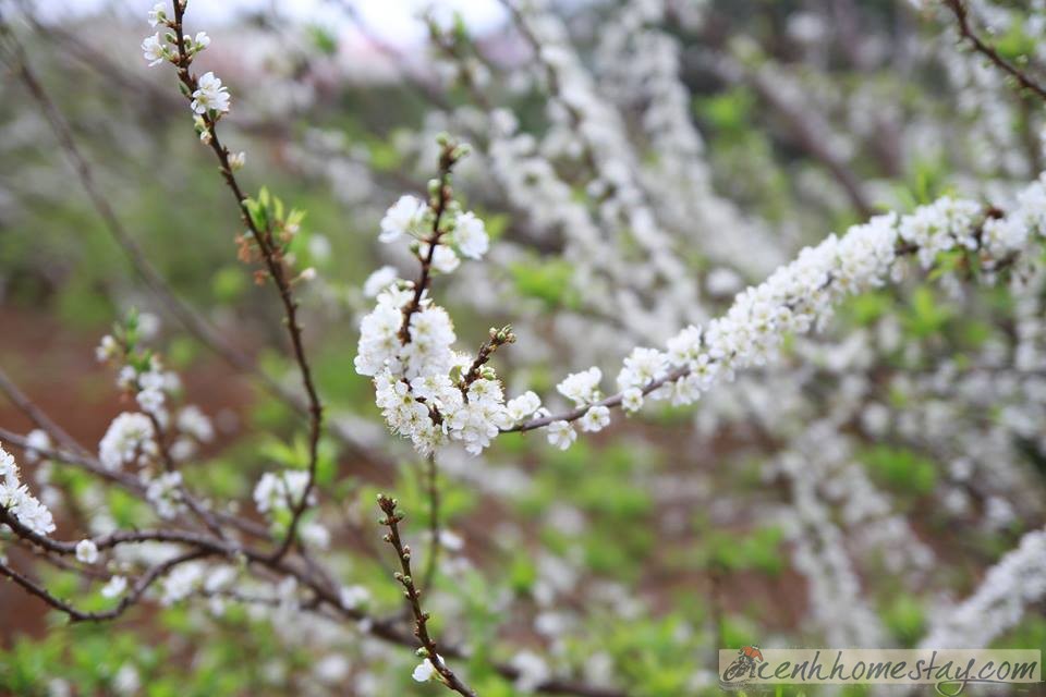 Hoa mận nở trắng riêng một góc trời ở Mộc Châu đẹp khó cưỡng