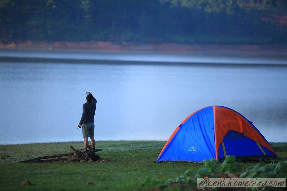 Hướng dẫn khám phá cây cô đơn ở Đà Lạt: Từ tham quan đến cắm trại