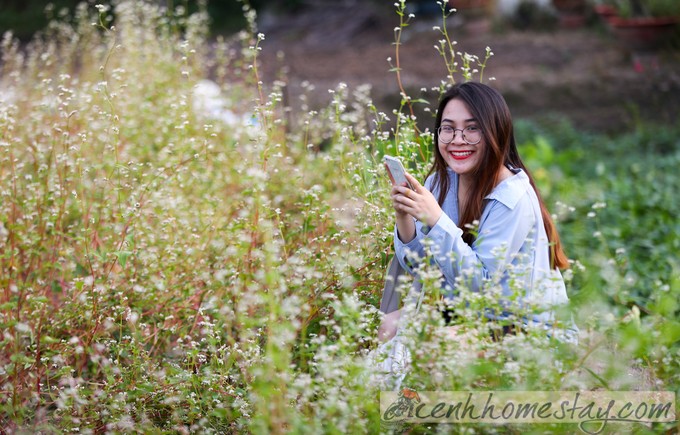 Lộ diện vườn hoa tam giác mạch ở Sài Gòn cho chị em chụp ảnh sống ảo