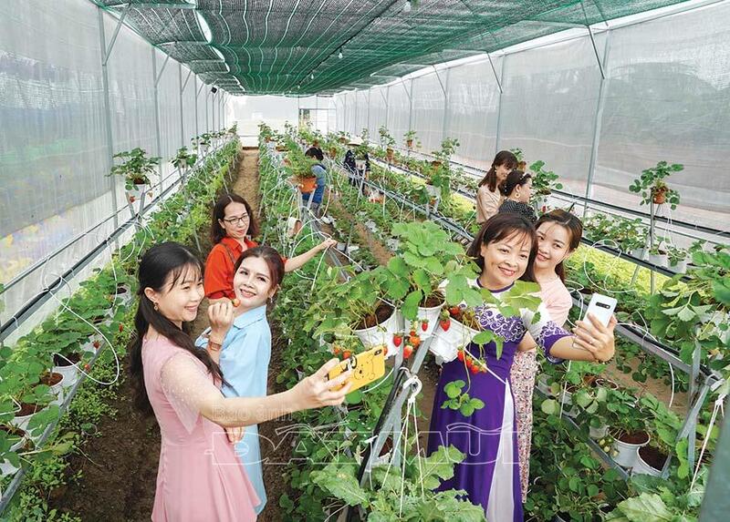 Top 10 Vườn dâu Đà Lạt tươi ngon tham quan "không mất tiền" 