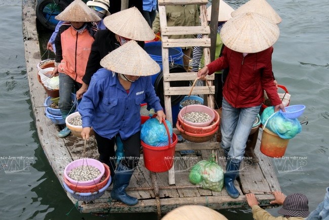 Top 10 Chợ/ Vựa hải sản Quảng Ninh tươi sống đáng để mua