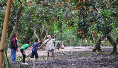 Kinh nghiệm du lịch Long Khánh, Đồng Nai: Vào vườn tham quan, hái trái cây ĂN ĐÃ THÈM