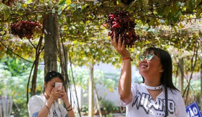 Độc đáo vườn nho Tây Ninh gần xịt Sài Gòn cho tham quan miễn phí