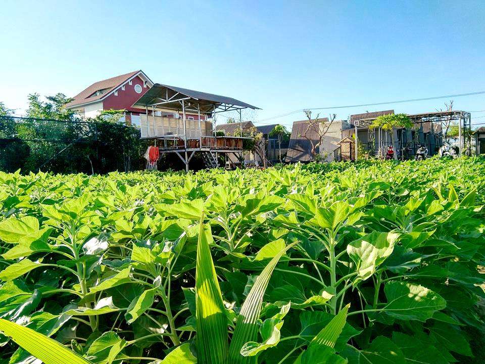 Phát cuồng Sun Flower Homestay lên hình ảo diệu cho giới trẻ ở Ninh Thuận