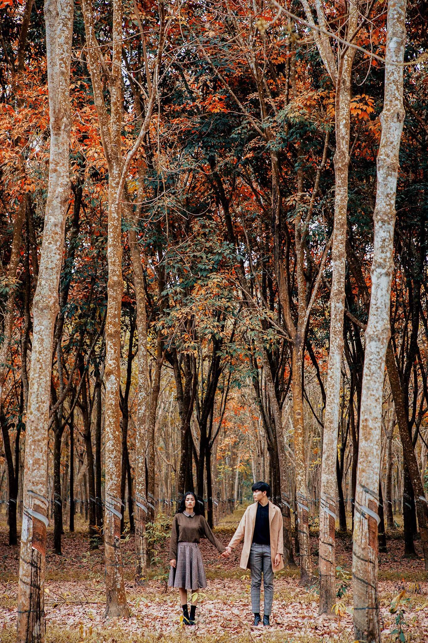 Mùa lá vàng rừng cao su Bình Dương lãng mạn như mùa thu phim Hàn