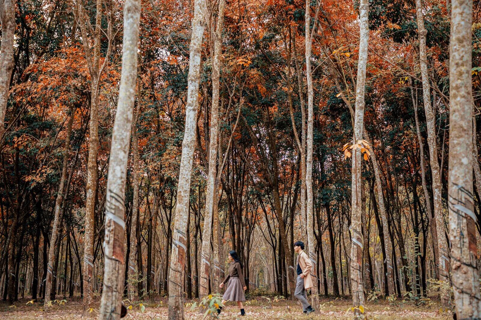 Mùa lá vàng rừng cao su Bình Dương lãng mạn như mùa thu phim Hàn