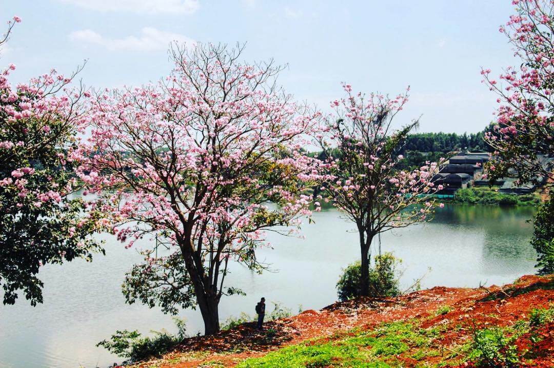 20 địa điểm du lịch Bảo Lộc cực đẹp để check-in và chụp ảnh sống ảo