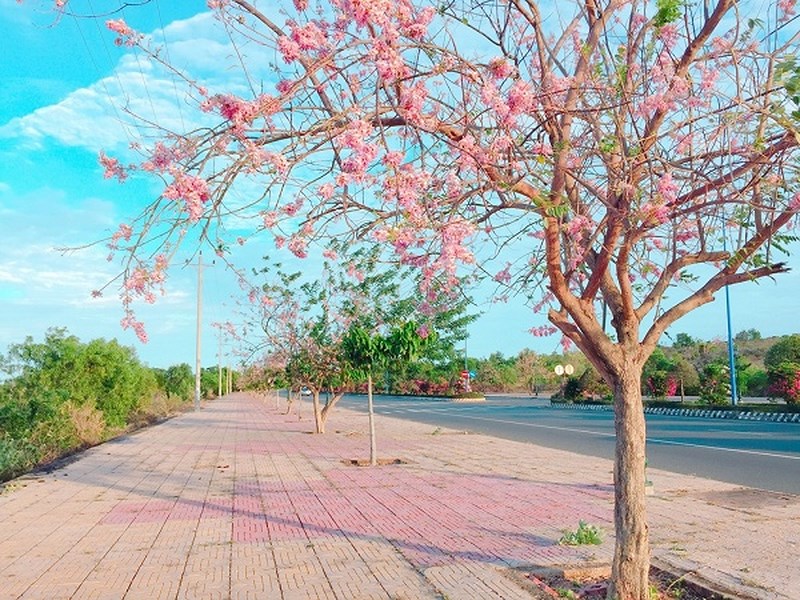 “Share” mạnh tay tọa độ: rừng hoa keo lá tràm ở Phan Thiết khiến các thánh sống ảo sốt xình xịch