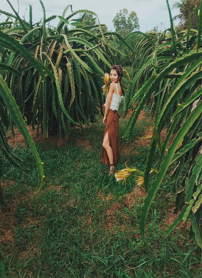 Ngẩn ngơ trước vẻ đẹp “thần sầu” của vườn thanh long Bình Thuận