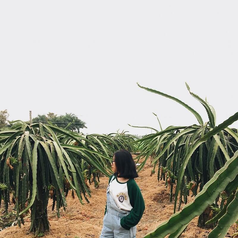 Ngẩn ngơ trước vẻ đẹp “thần sầu” của vườn thanh long Bình Thuận