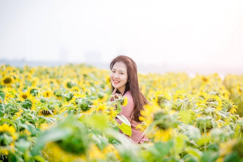 Top 15 cánh đồng hoa hướng dương đua sắc rực rỡ nhất Việt Nam