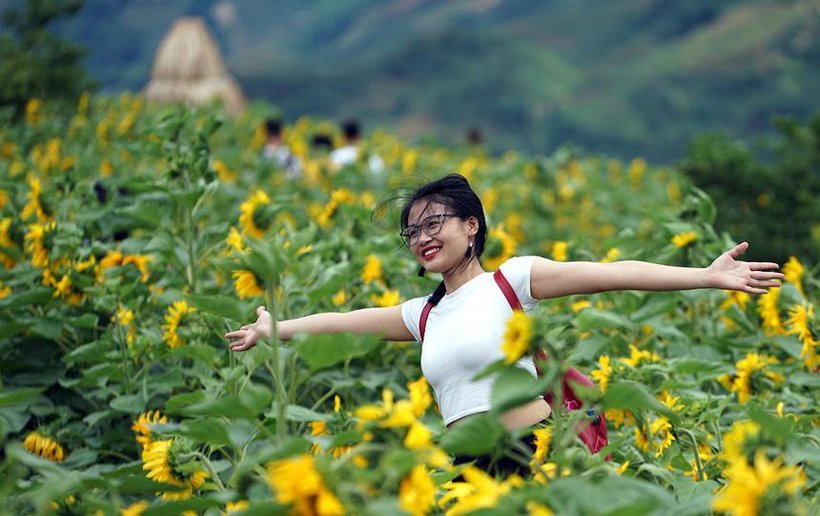 Top 15 cánh đồng hoa hướng dương đua sắc rực rỡ nhất Việt Nam