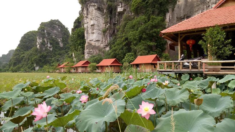 Lotus field homestay Ninh Binh 