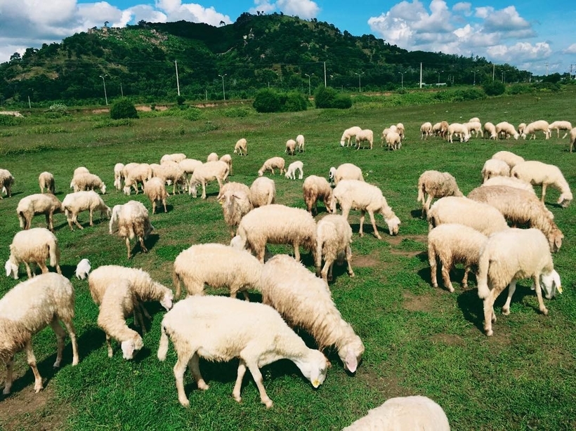 Kinh nghiệm ghé thăm đồng cừu Suối Nghệ ở Bà Rịa đẹp tựa trời Âu
