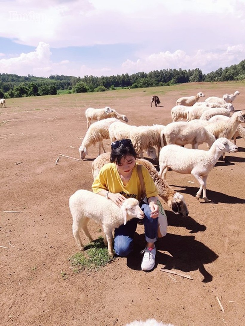 Kinh nghiệm ghé thăm đồng cừu Suối Nghệ ở Bà Rịa đẹp tựa trời Âu