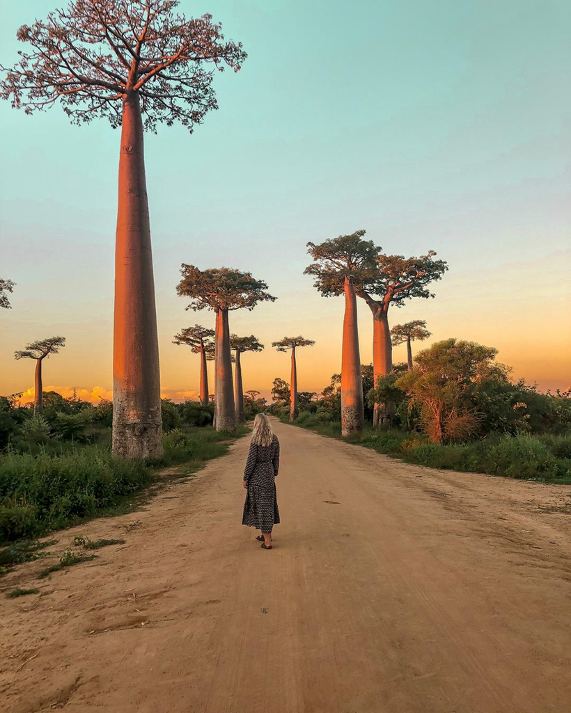 Kinh nghiệm du lịch Madagascar chiêm ngưỡng “Cây lộn ngược” trên đại lộ