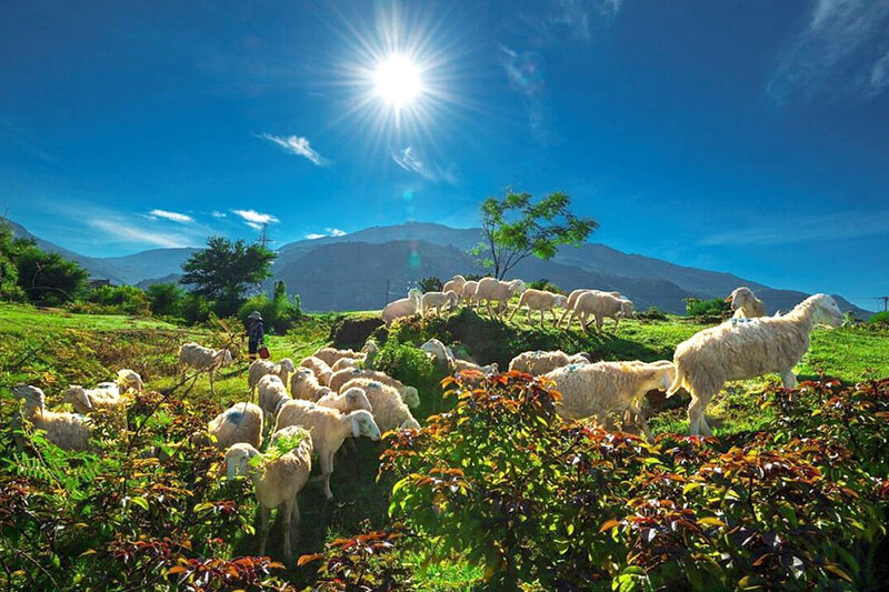 Khám phá Đồng cừu An Hòa - Điểm du lịch thú vị ở Ninh Thuận