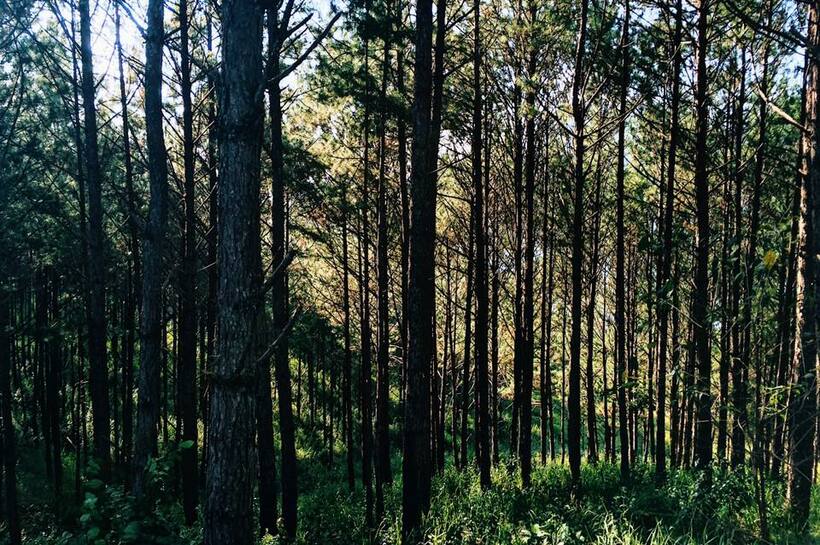 Dahlia Dalat: Chốn dừng chân giữa rừng thông đầy thơ mộng ở Đà Lạt