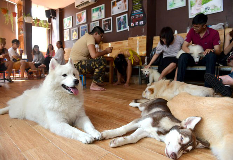 cafe thú cưng ở Đà Lạt