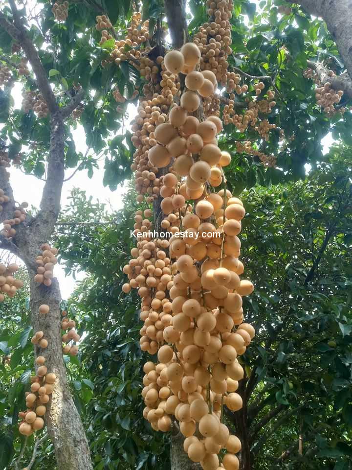 Top 15 vườn trái cây gần Sài Gòn đẹp “dữ dội”, ăn “tẹt ga” chỉ với 10k