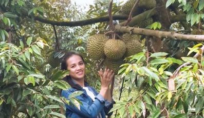 Top 9 vườn trái cây Tiền Giang gây sốt, ăn bao no không lo về giá