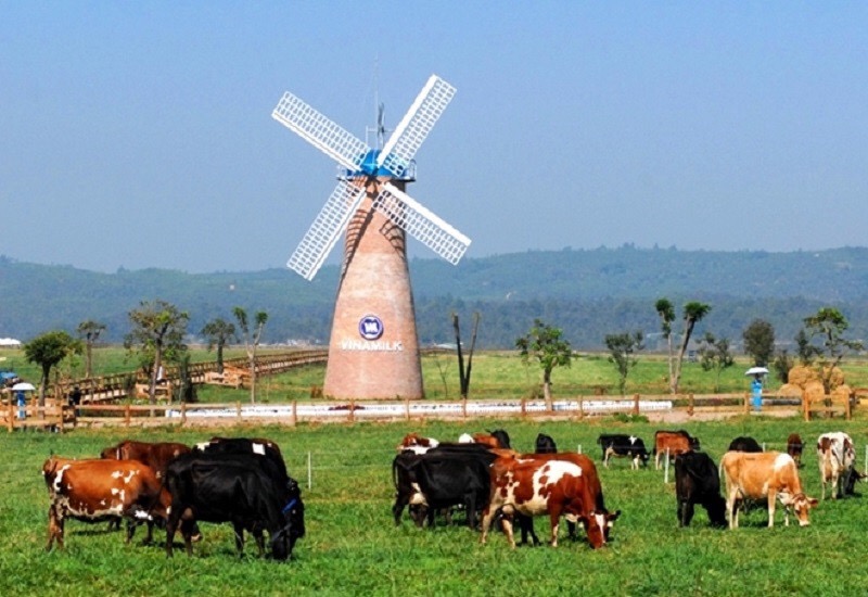 Review Đà Lạt Milk Farm - Điểm check in đầy ấn tượng