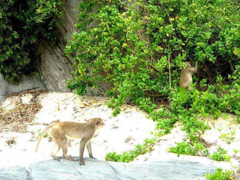 Đảo khỉ Nha Trang - Nơi tận hưởng niềm vui cùng thiên nhiên  