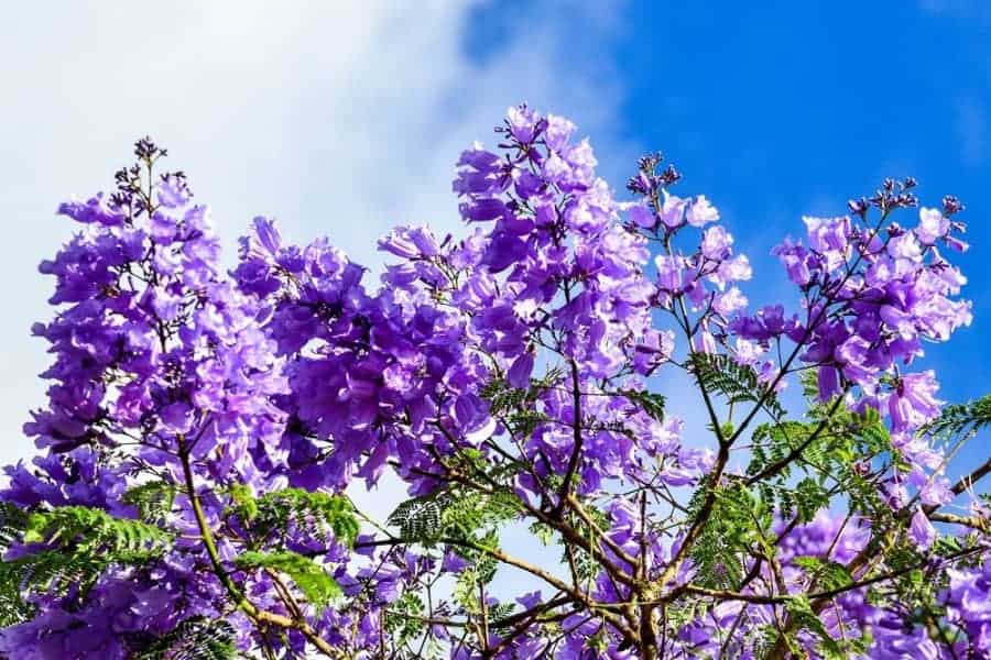 Top 10 địa điểm check-in hoa phượng tím Đà Lạt đẹp siêu lòng