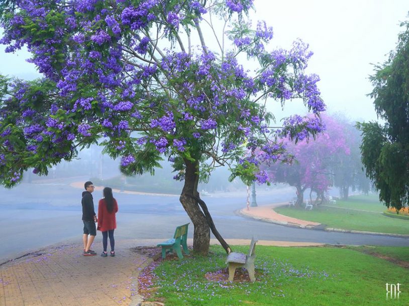 Top 10 địa điểm check-in hoa phượng tím Đà Lạt đẹp siêu lòng