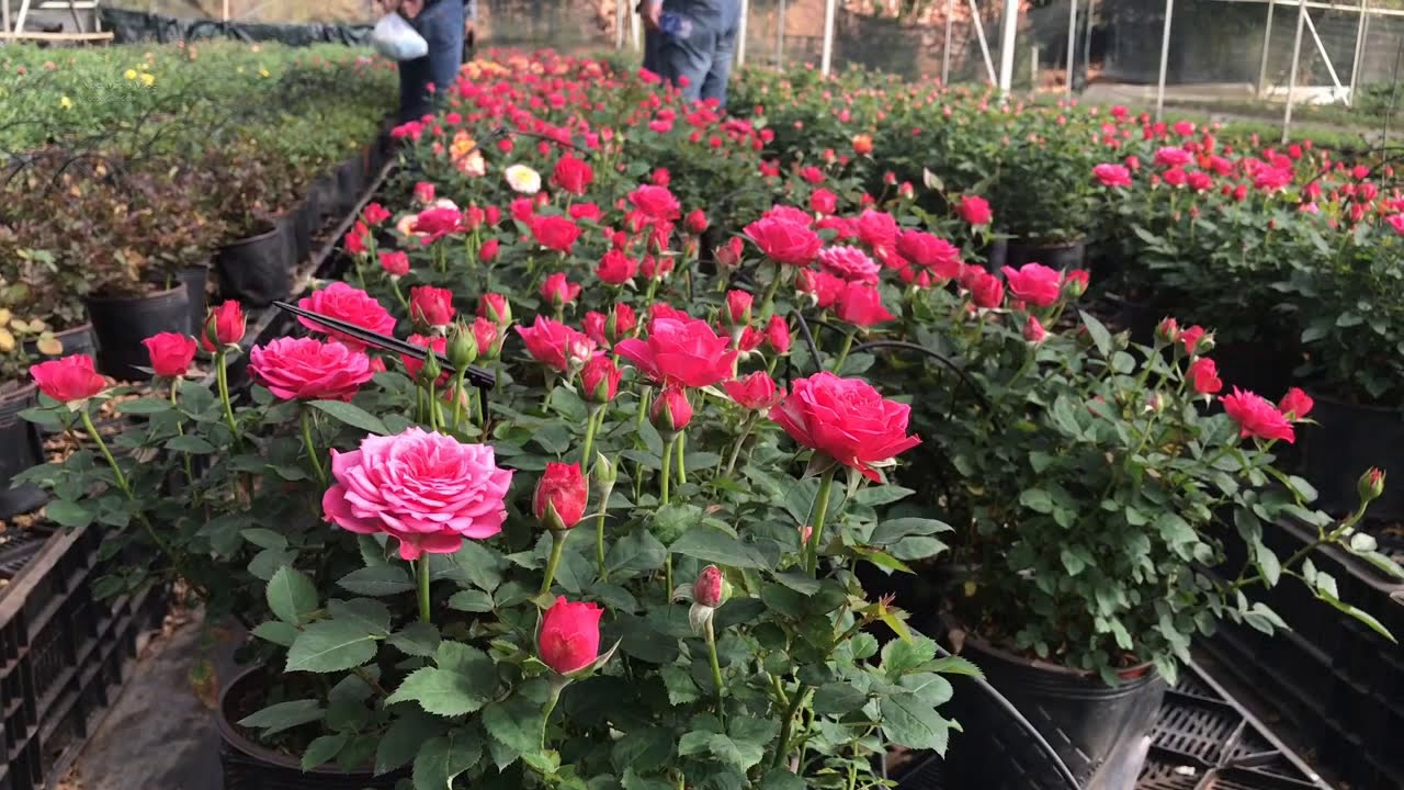 Top 4 vườn hoa Hồng Đà Lạt check-in cực hot cho du khách