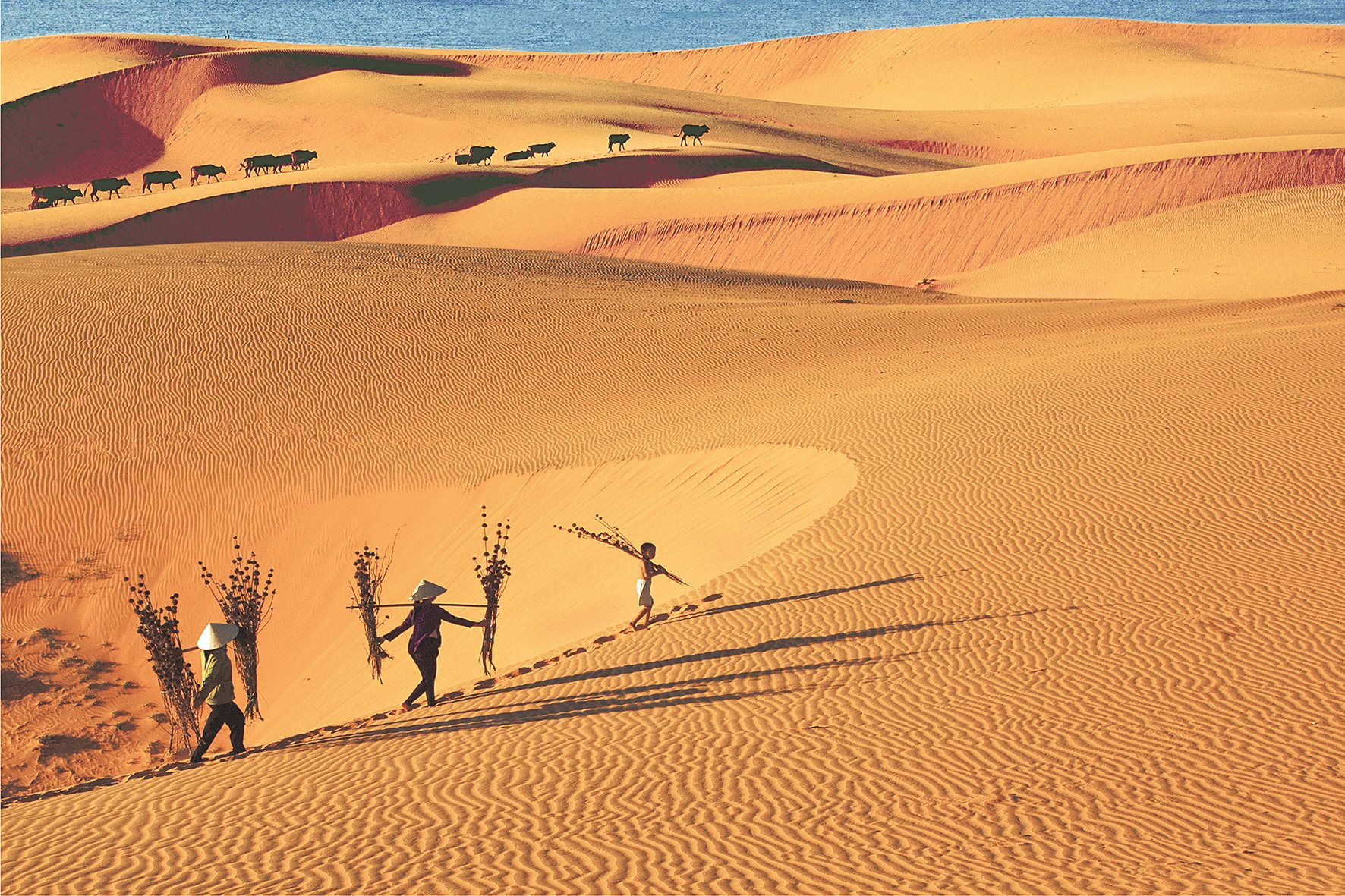 Review đồi cát vàng Mũi Né - Sa mạc huyền bí ở Phan Thiết 