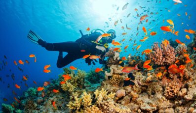 Lặn ngắm san hô Phú Quốc - Hoạt động thú vị không nên bỏ lỡ