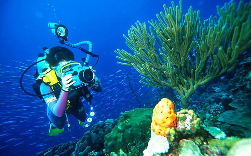 Lặn ngắm san hô Phú Quốc - Hoạt động thú vị không nên bỏ lỡ