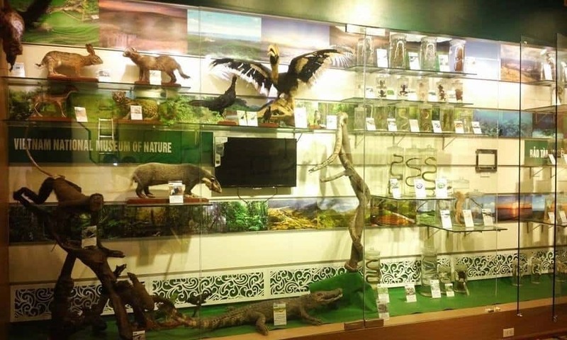 Bảo tàng Thiên Nhiên Hà Nội