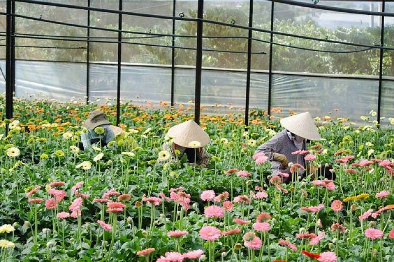 Top 15 vườn hoa Đà Lạt siêu đẹp khiến ai cũng mê mẩn khi đến thăm
