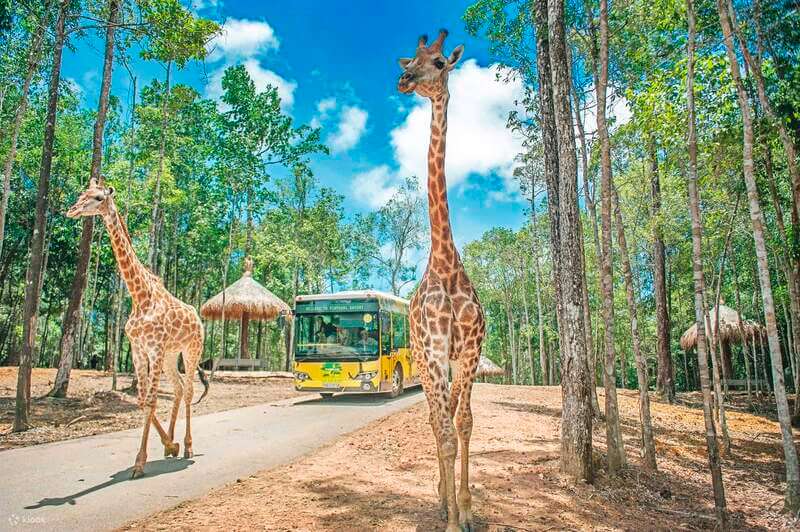 Khám phá Vinpearl Safari Phú Quốc - Khu vui chơi hot nhất ở đảo ngọc 2023