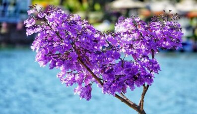 Top 15 loài hoa Đà Lạt đặc trưng theo mùa du khách nên biết