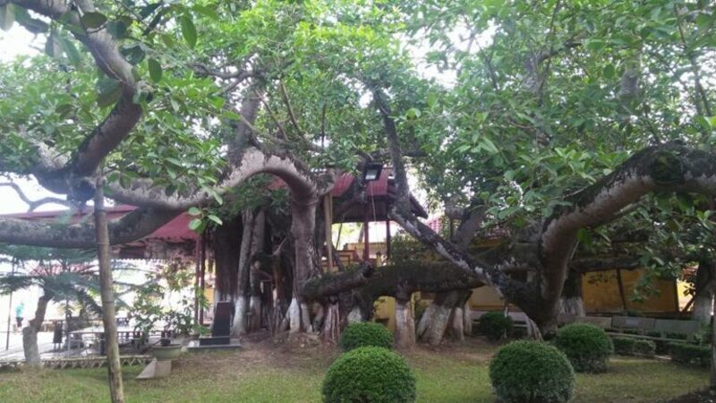 Khám phá cây đa 13 gốc hơn 300 tuổi nổi tiếng ở Hải Phòng