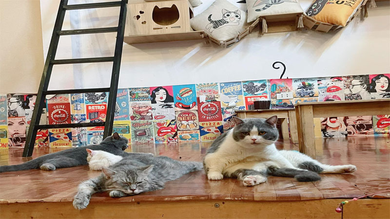 TOP 15 quán cà phê mèo ở Hà Nội nổi tiếng nhất