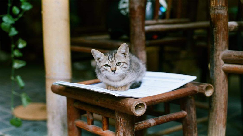 TOP 15 quán cà phê mèo ở Hà Nội nổi tiếng nhất