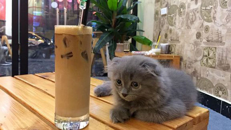 TOP 15 quán cà phê mèo Hà Nội nổi tiếng nhất