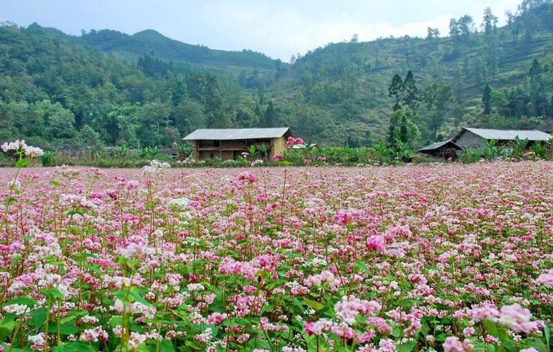 Hoa tam giác mạch Hà Giang - Thung lũng sống ảo mộng mơ 