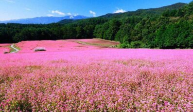 Mùa hoa tam giác mạch ở Hà Giang - Thung lũng sống ảo mộng mơ 