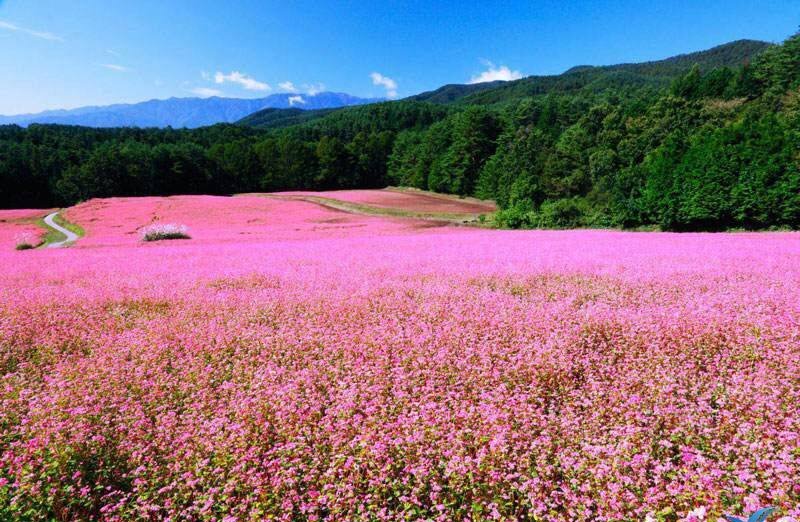 Mùa hoa tam giác mạch ở Hà Giang - Thung lũng sống ảo mộng mơ 