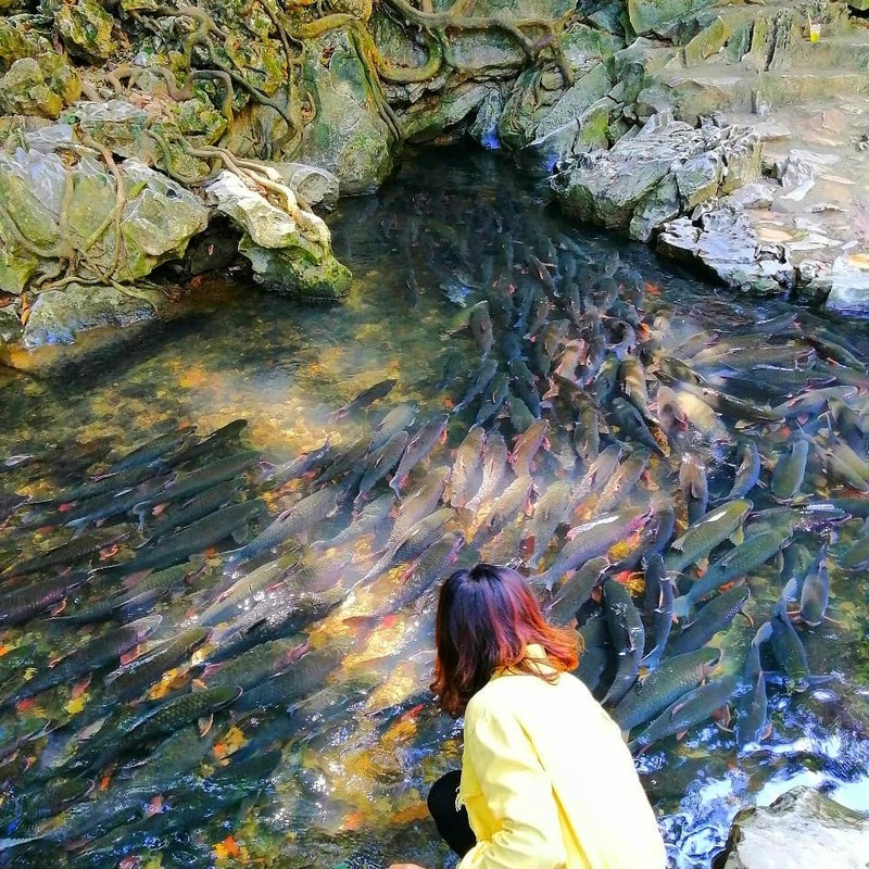 Suối cá thần Cẩm Lương - Nơi kỳ bí giữa núi rừng Thanh Hóa