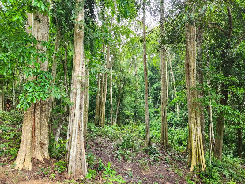 Rừng săng lẻ Nghệ An - Khám phá khu rừng đại cổ thụ đẹp hùng vĩ